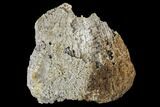 Agatized Fossil Coral Geode - Florida #188138-2